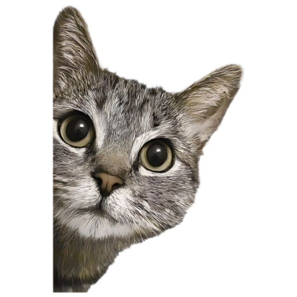 Cat 1.0