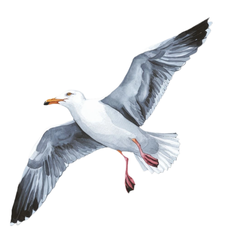 Albatros
