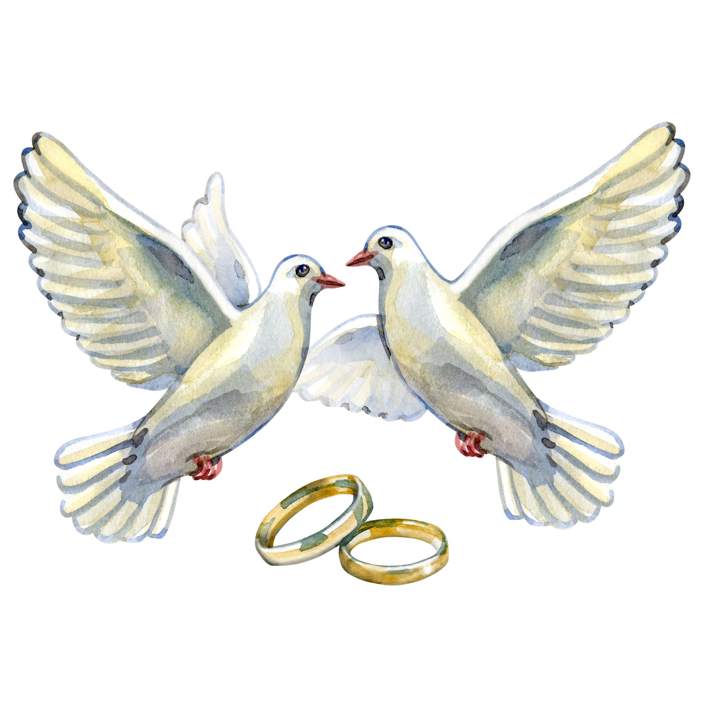 Pigeon and Wedding Rings 2.0